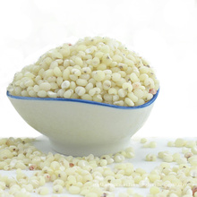 White sorghum Chinese Quality